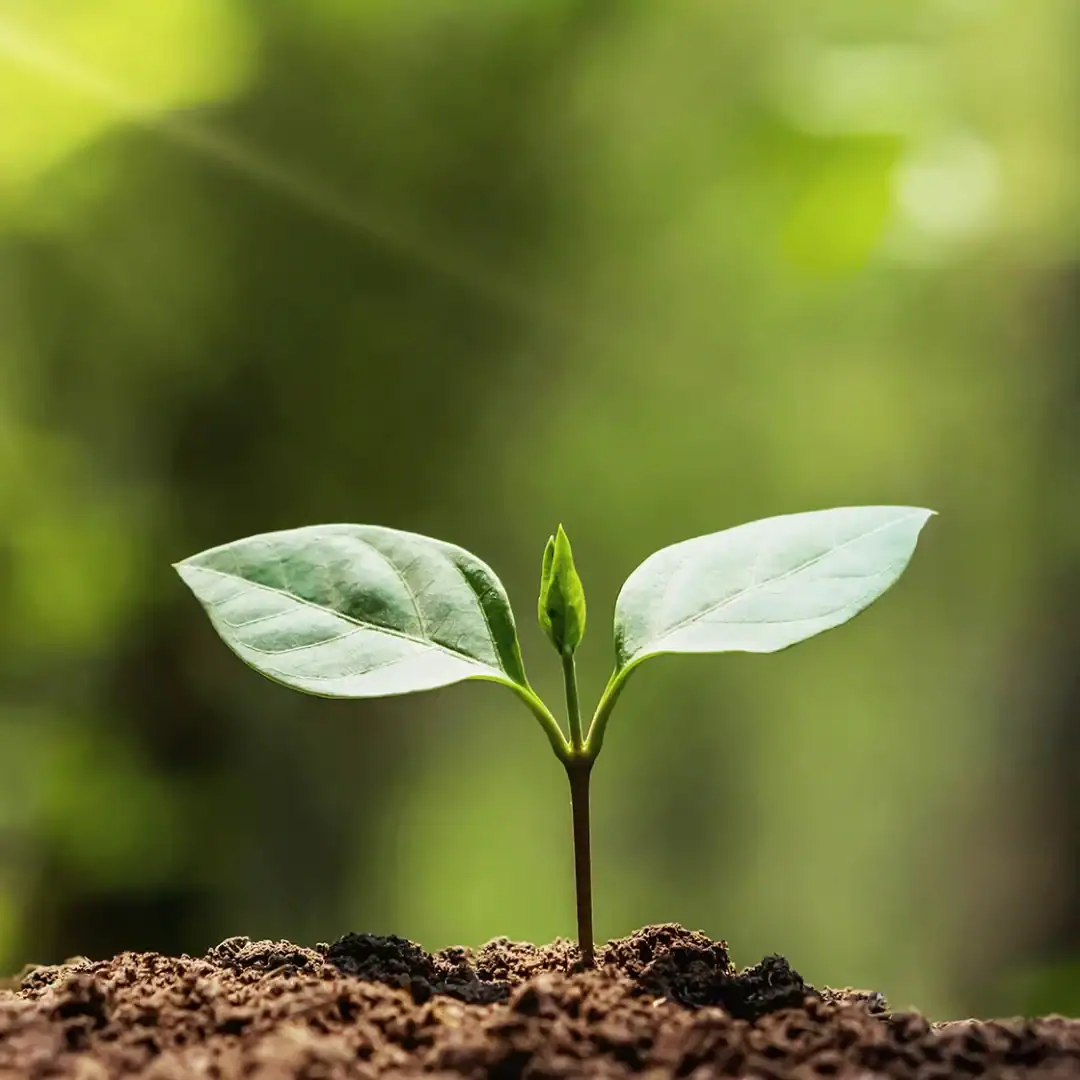 Seedling sprouting from soil with green leaves and stem.